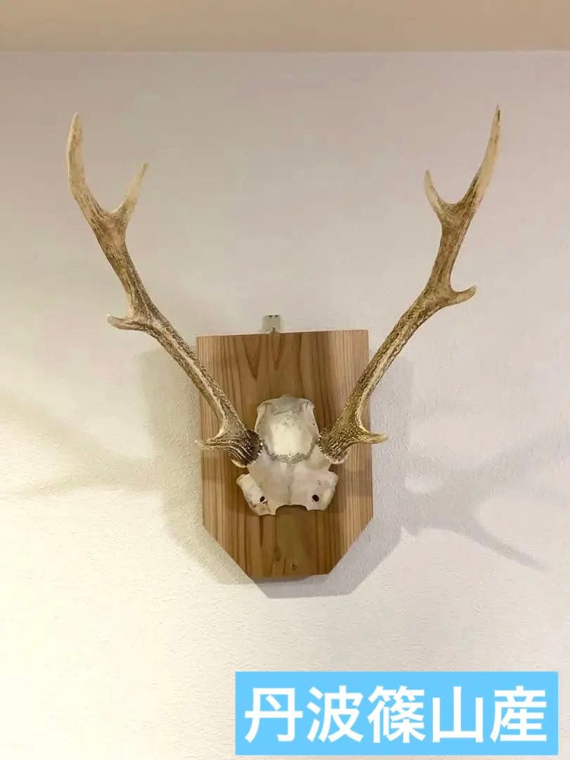 ハンティングトロフィー　丹羽篠山産　鹿の角　大幅値下げ！日本鹿　スカル　即日発送