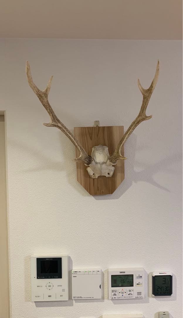 ハンティングトロフィー　丹羽篠山産　鹿の角　大幅値下げ！日本鹿　スカル　即日発送