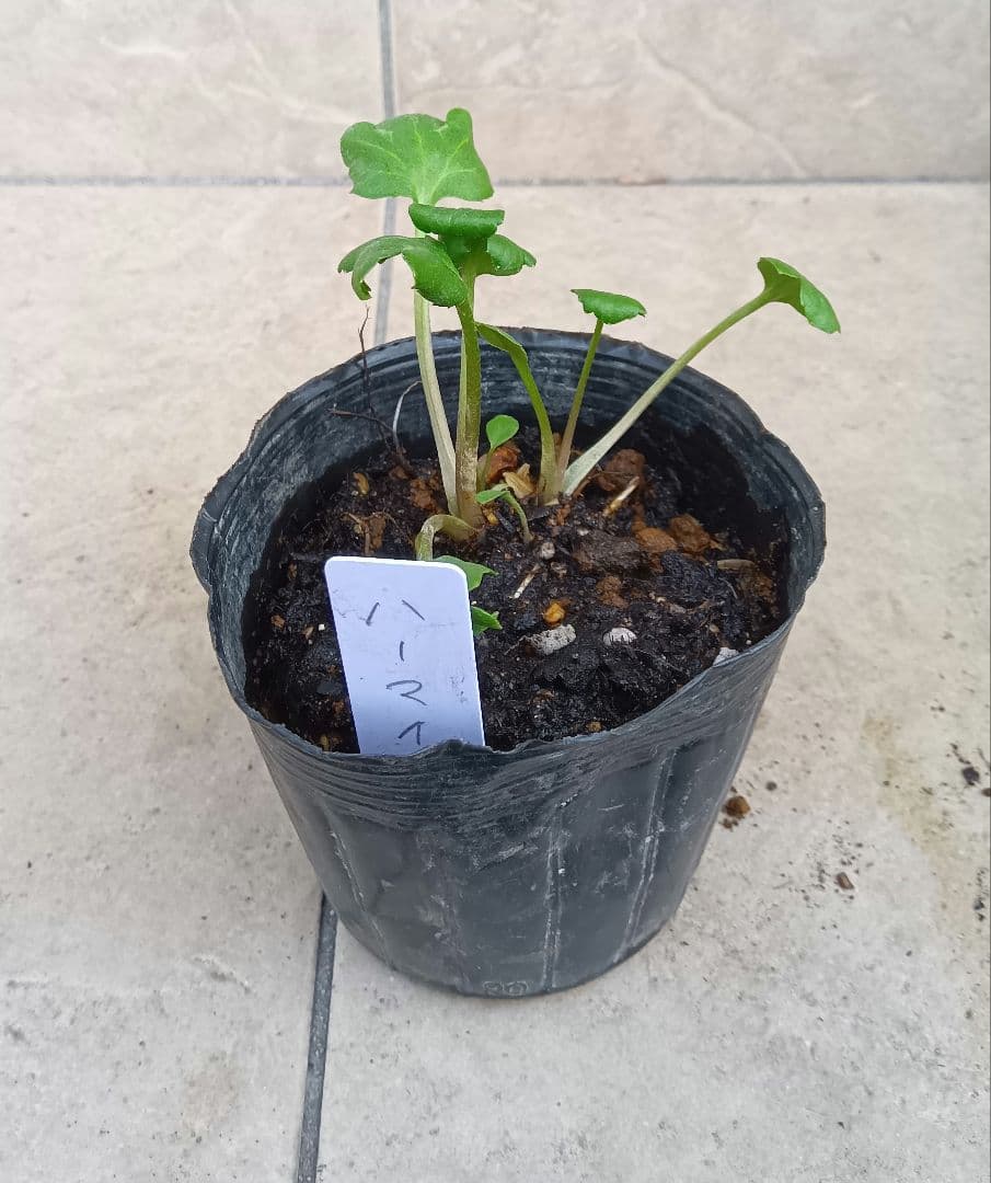 専用商品　ラナンキュラスラックス　8種セット②