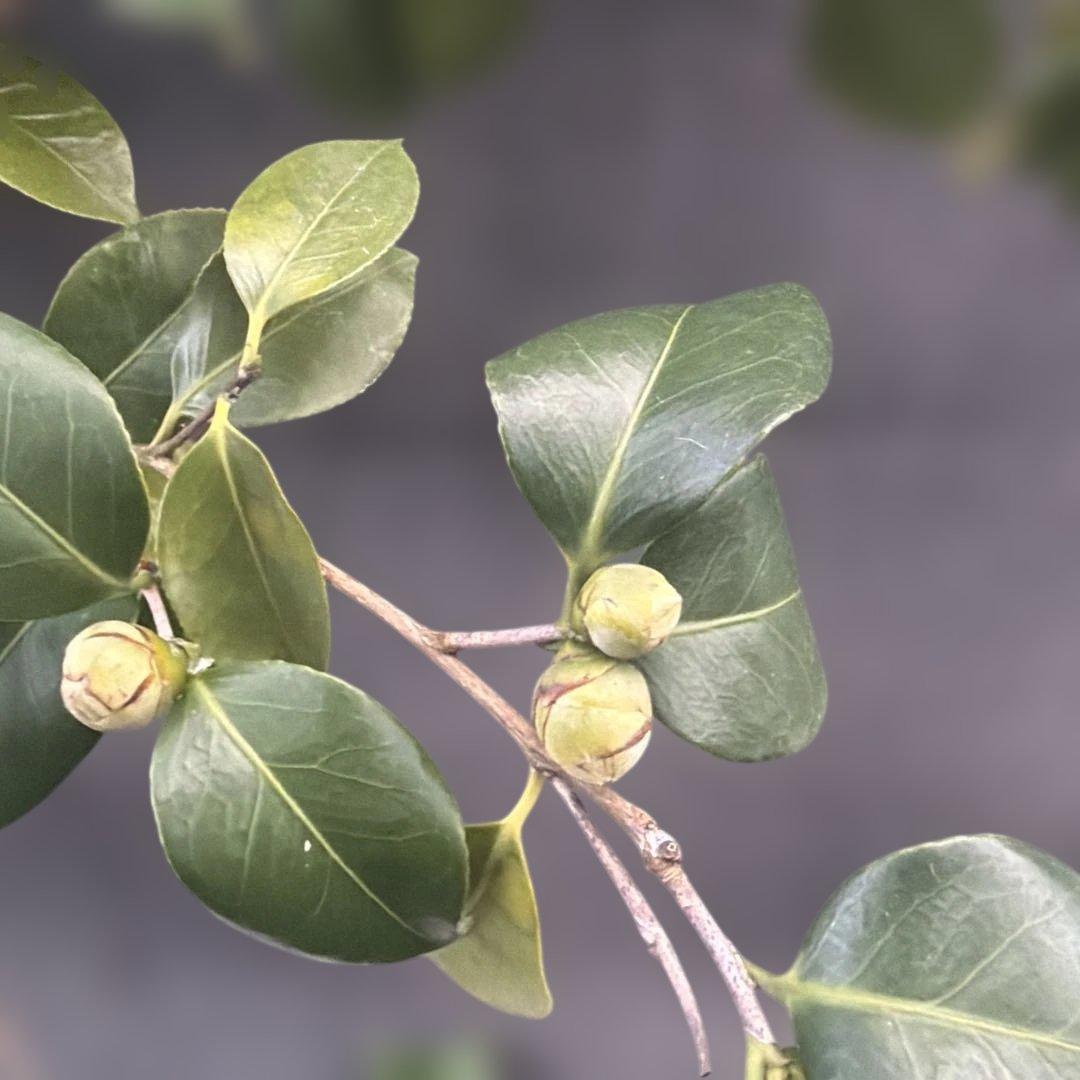 友久様ご確認苗　加茂本阿弥と四ヶ村