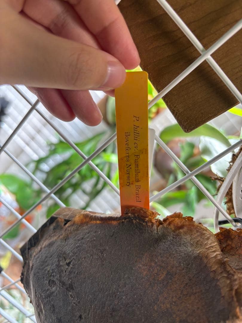 【kotaroさん専用】kotaroさんセット4株