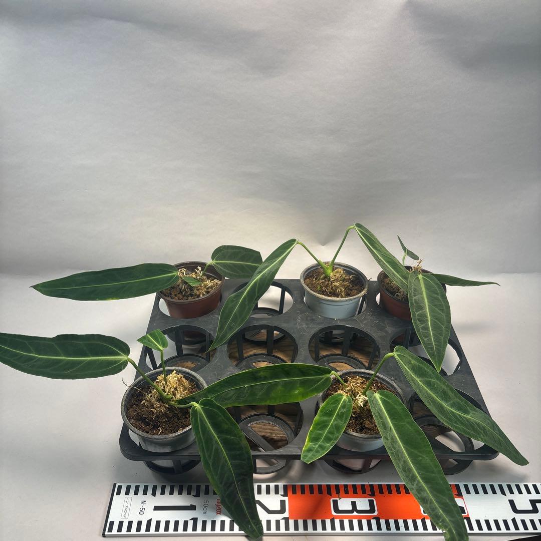 ま*あ様 5株セットms89アンスリウム・ワロクアナム