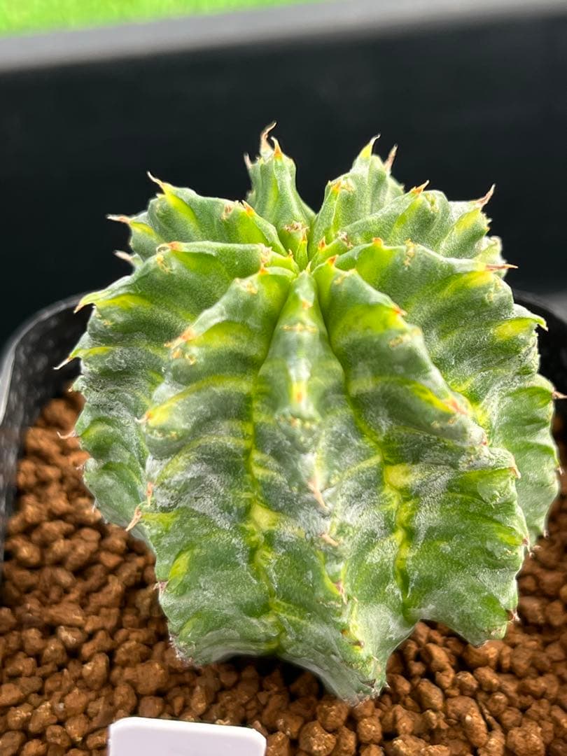 ユーフォルビア　ホリダ錦　総柄濃黄班