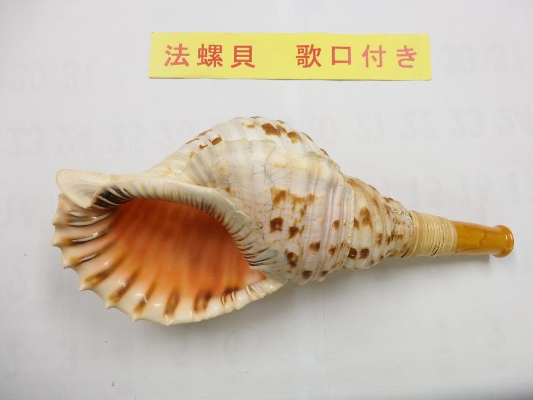 法螺貝 約40㎝ 木製歌口　新品　 MH-442
