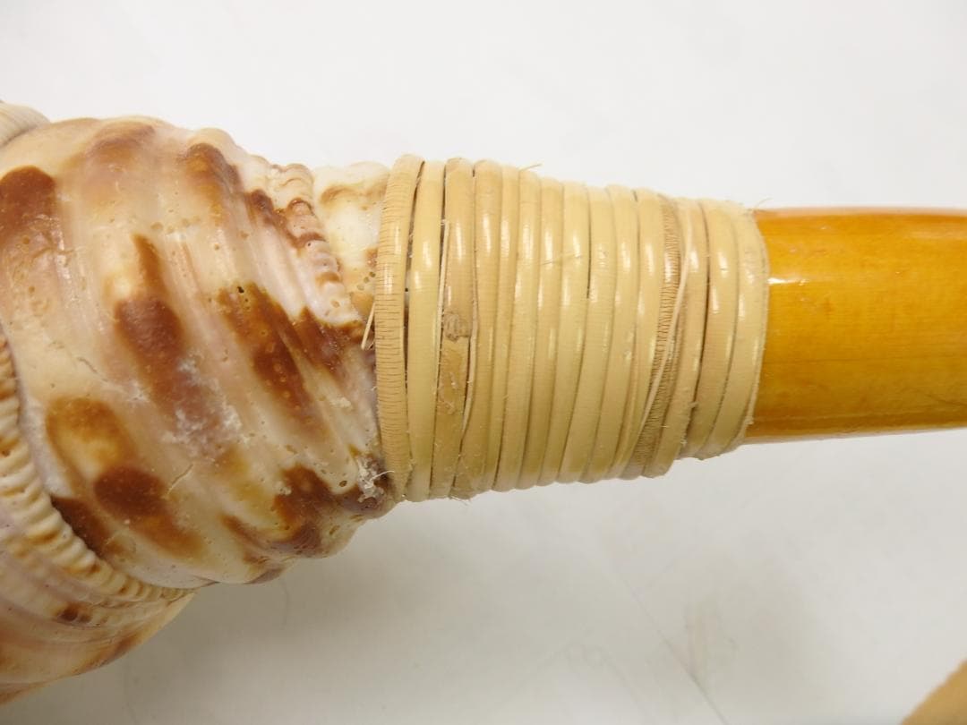 法螺貝 約40㎝ 木製歌口　新品　 MH-442