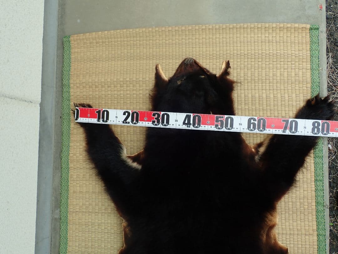 ツキノワグマ　毛皮