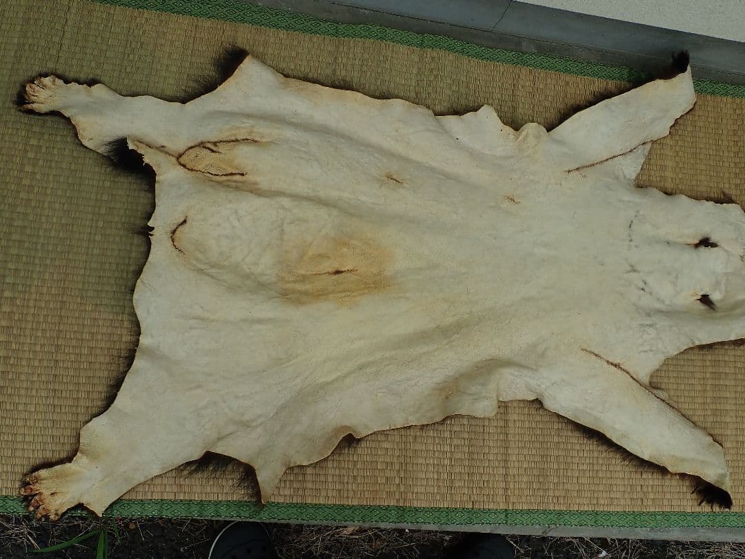 ツキノワグマ　毛皮