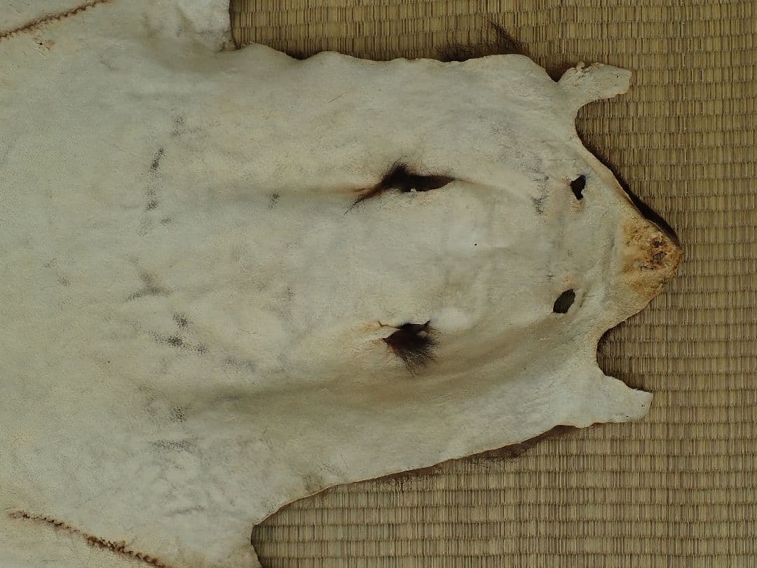 ツキノワグマ　毛皮