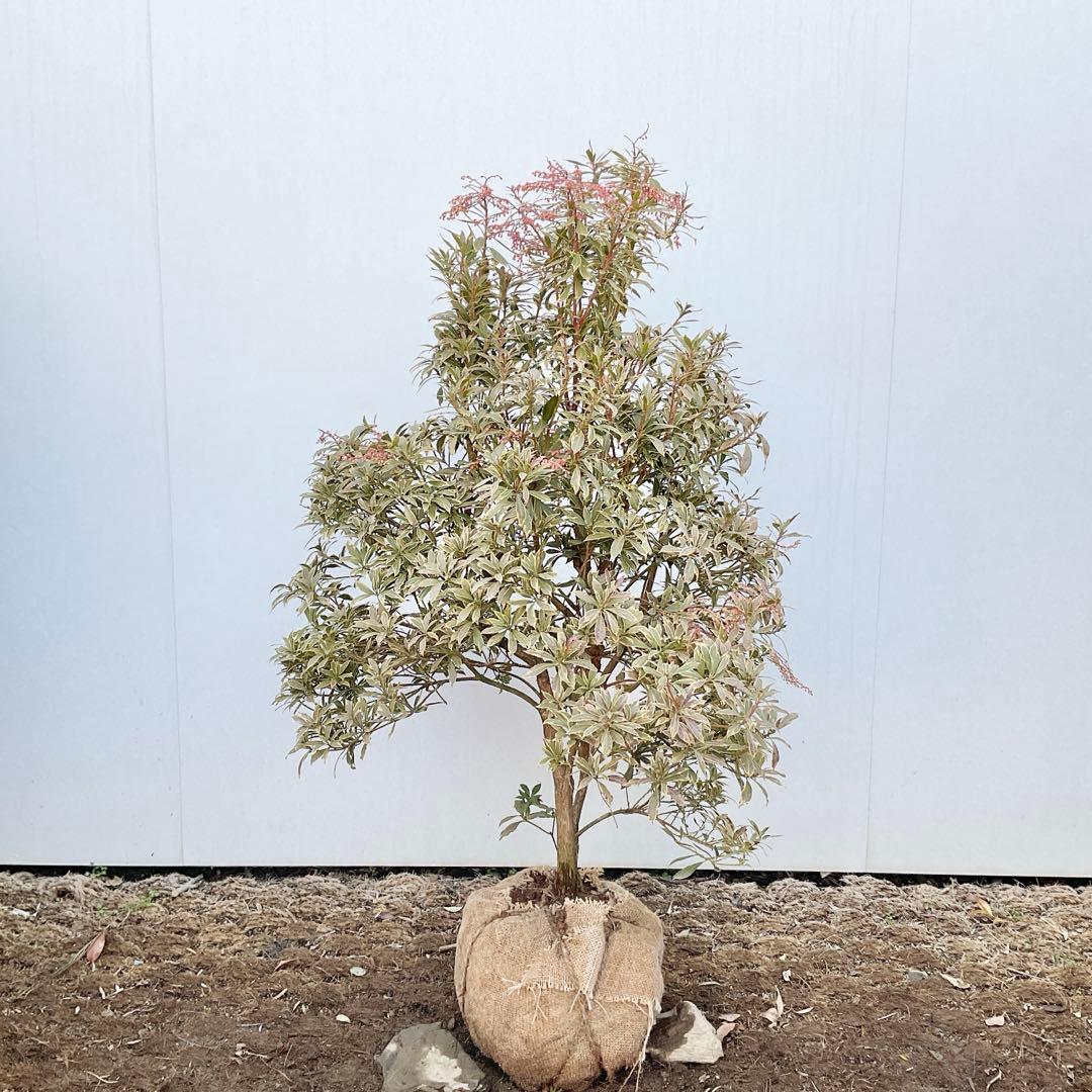 斑入りアセビ　/ 52