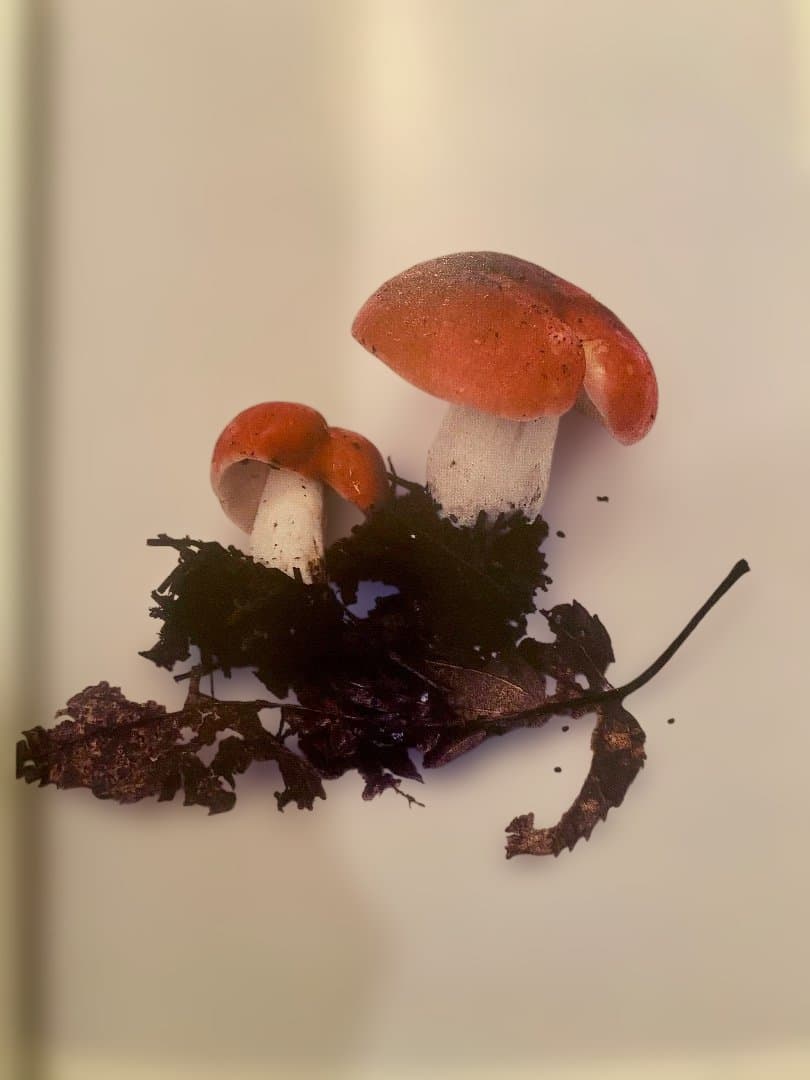 その森の子供 ホンマタカシ 2011