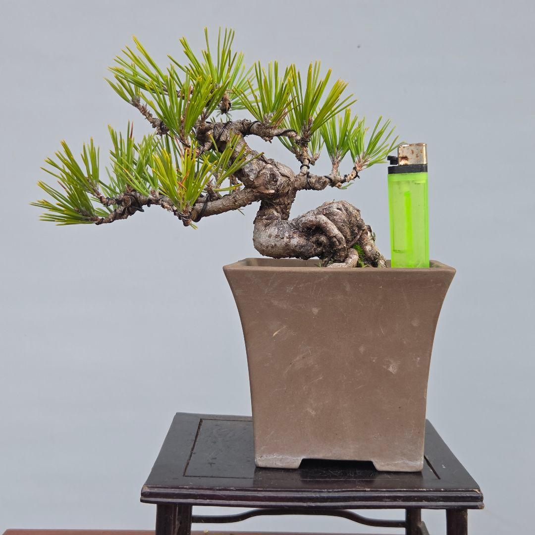 黒松ら[根上がり模様木]　小品盆栽