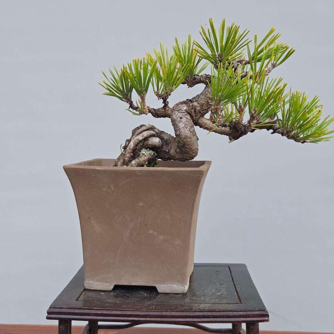 黒松ら[根上がり模様木]　小品盆栽