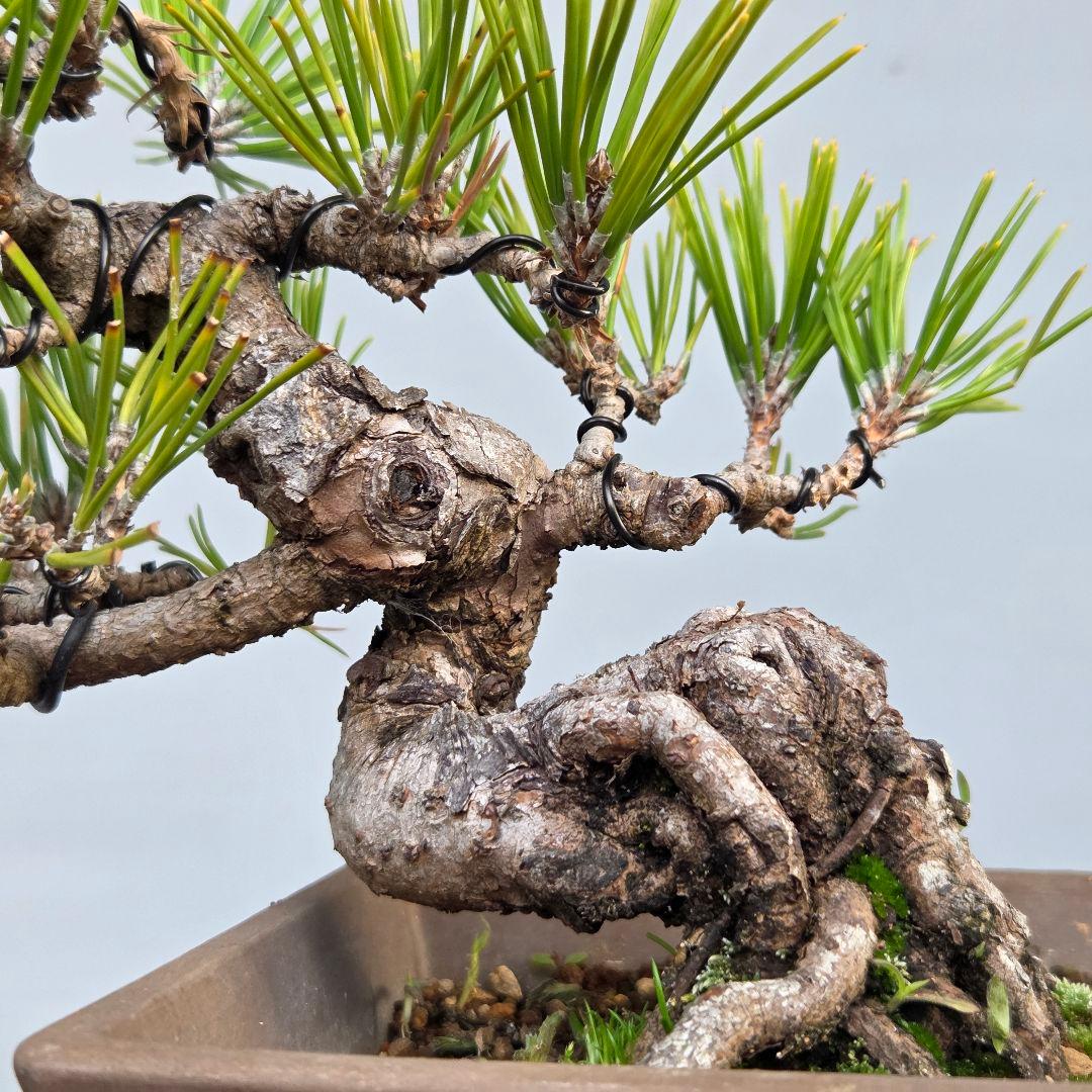 黒松ら[根上がり模様木]　小品盆栽