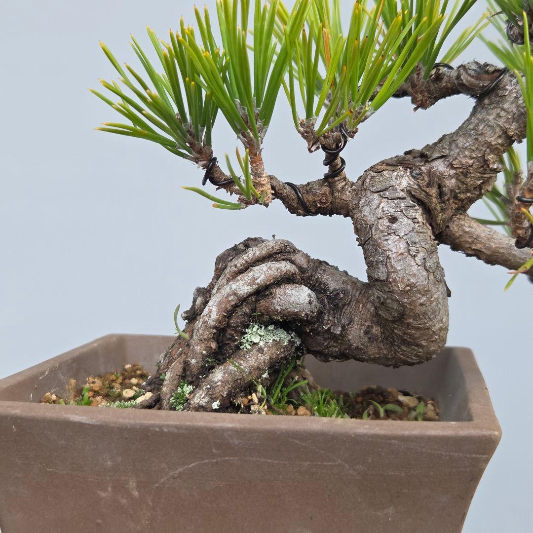 黒松ら[根上がり模様木]　小品盆栽