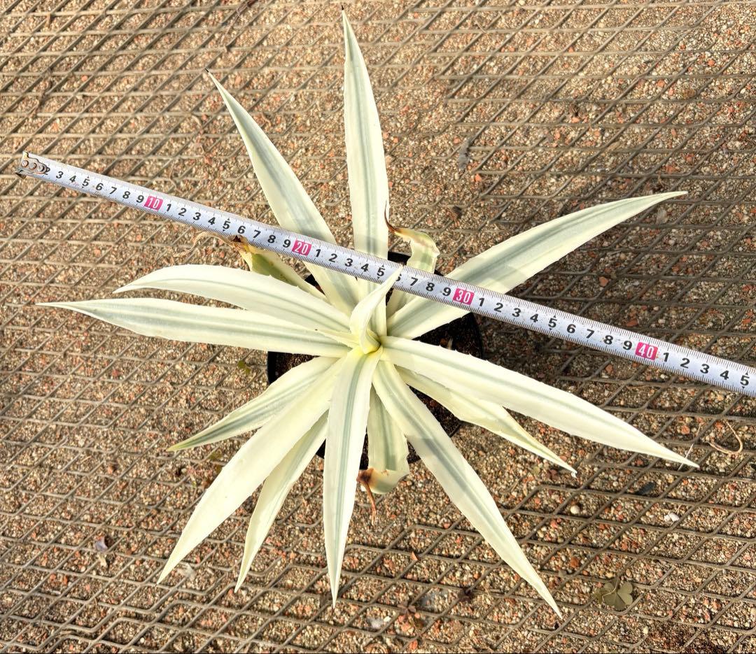 レア　アガベ　ミルキーホワイト　美株