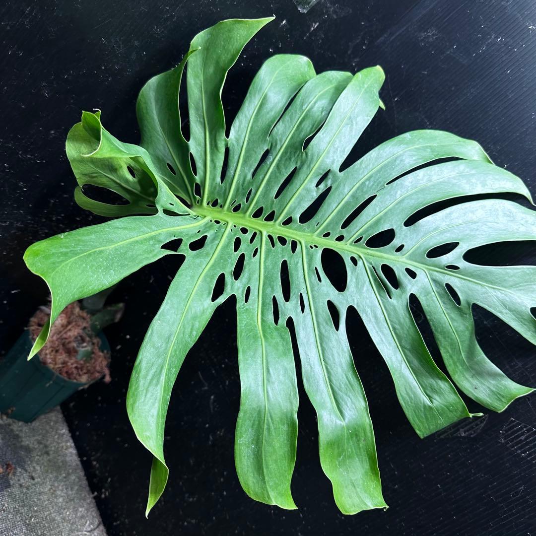 恵*様 モンステラデリシオーサマクロコズム超希少系統鉢植え74㎝
