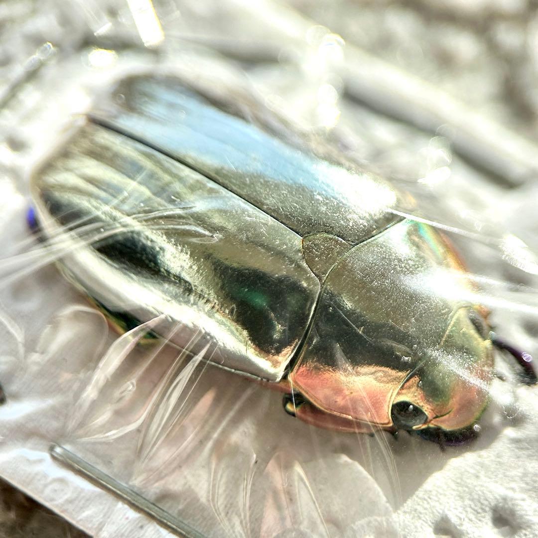 26009 クリサルギレアプラチナコガネ