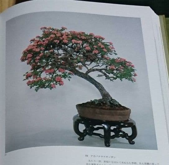 植木　　盆栽 美と調和 清香園銘品陳列集