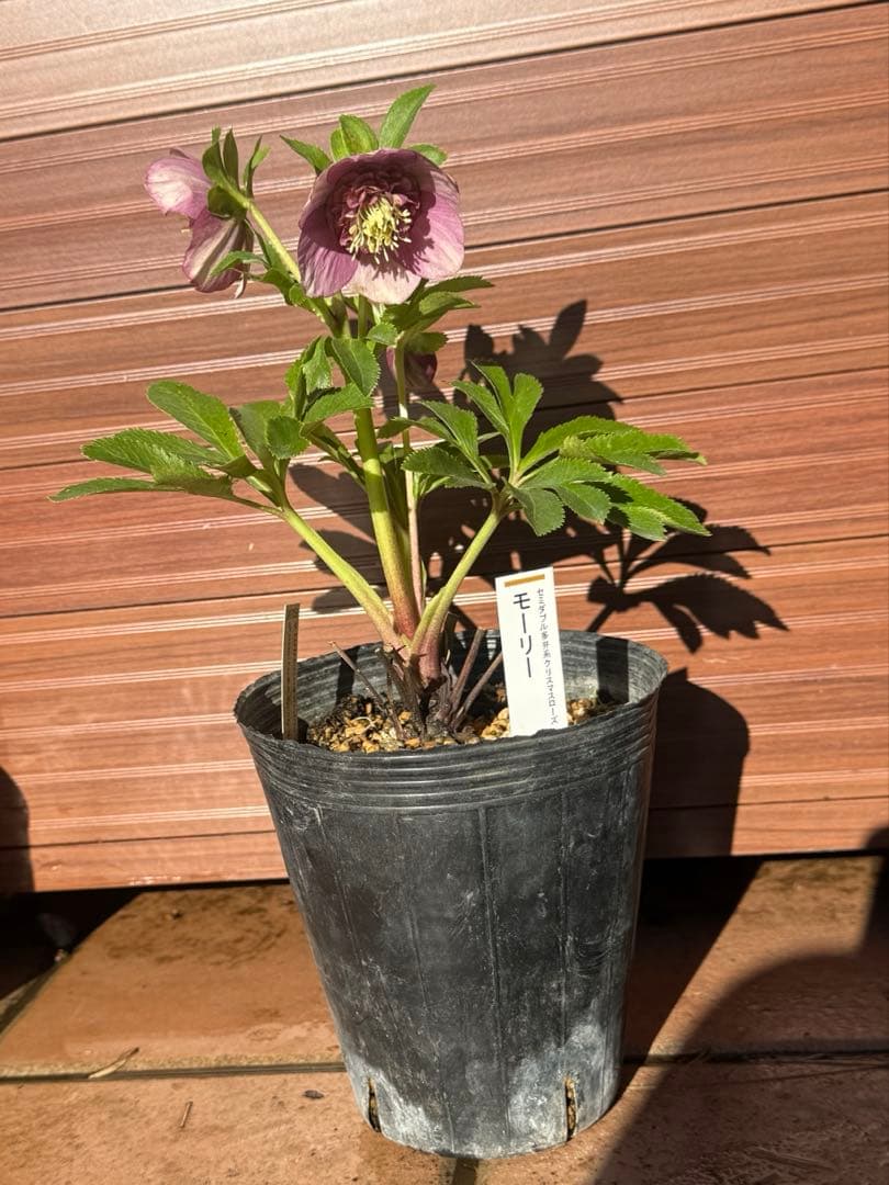 【未株分】加藤農園 クリスマスローズ 認定モーリー