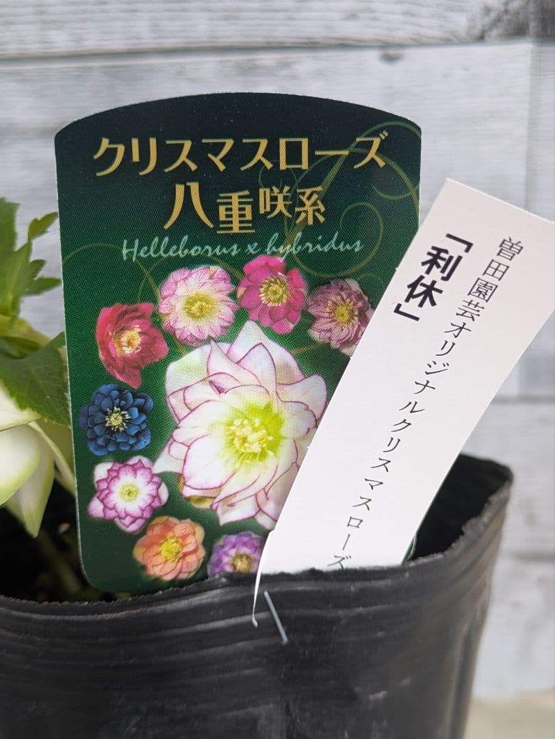 【現品・ポットまま発送】超希少　曽田園芸クリスマスローズ 利休②