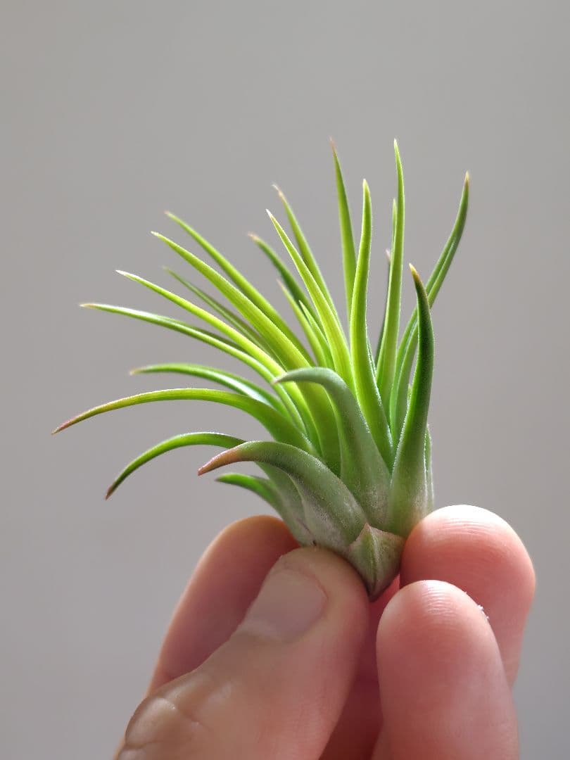 S*S様 イオナンタ ヘッジホッグ from TI