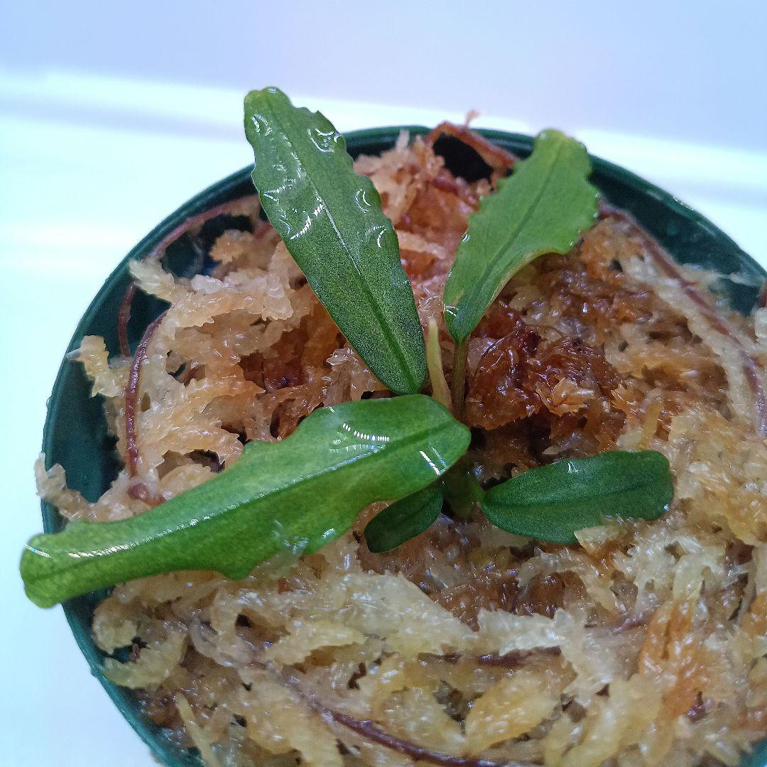 Ｃ*Ｒ様 【KN便】ブセファランドラsp.オーロラ