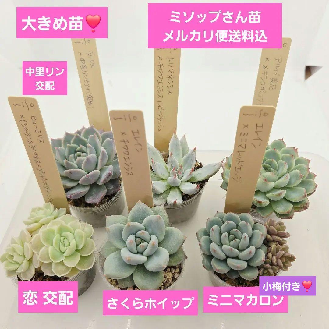 ビ*キ様 ㊸大きめ さくらホイップ❣️ミニマカロン❣️中リン交配❣️発根済6苗メ