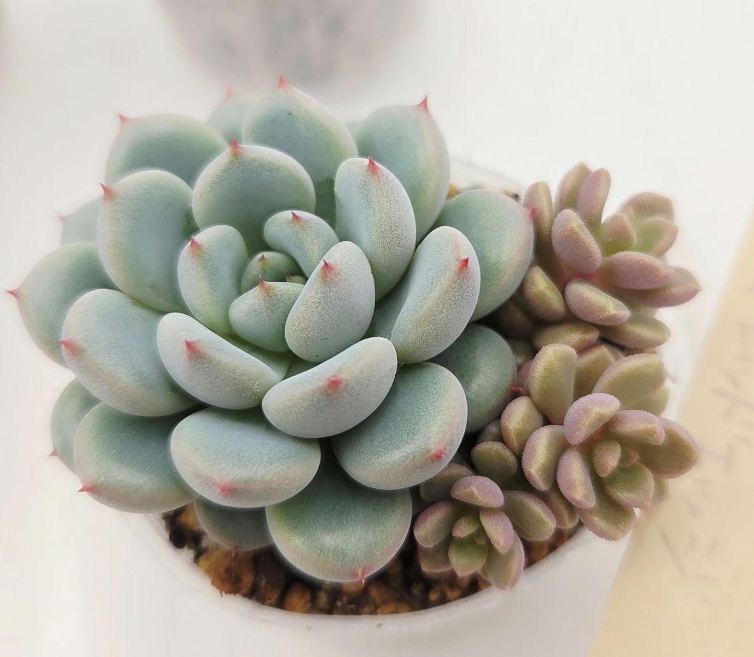 ビ*キ様 ㊸大きめ さくらホイップ❣️ミニマカロン❣️中リン交配❣️発根済6苗メ