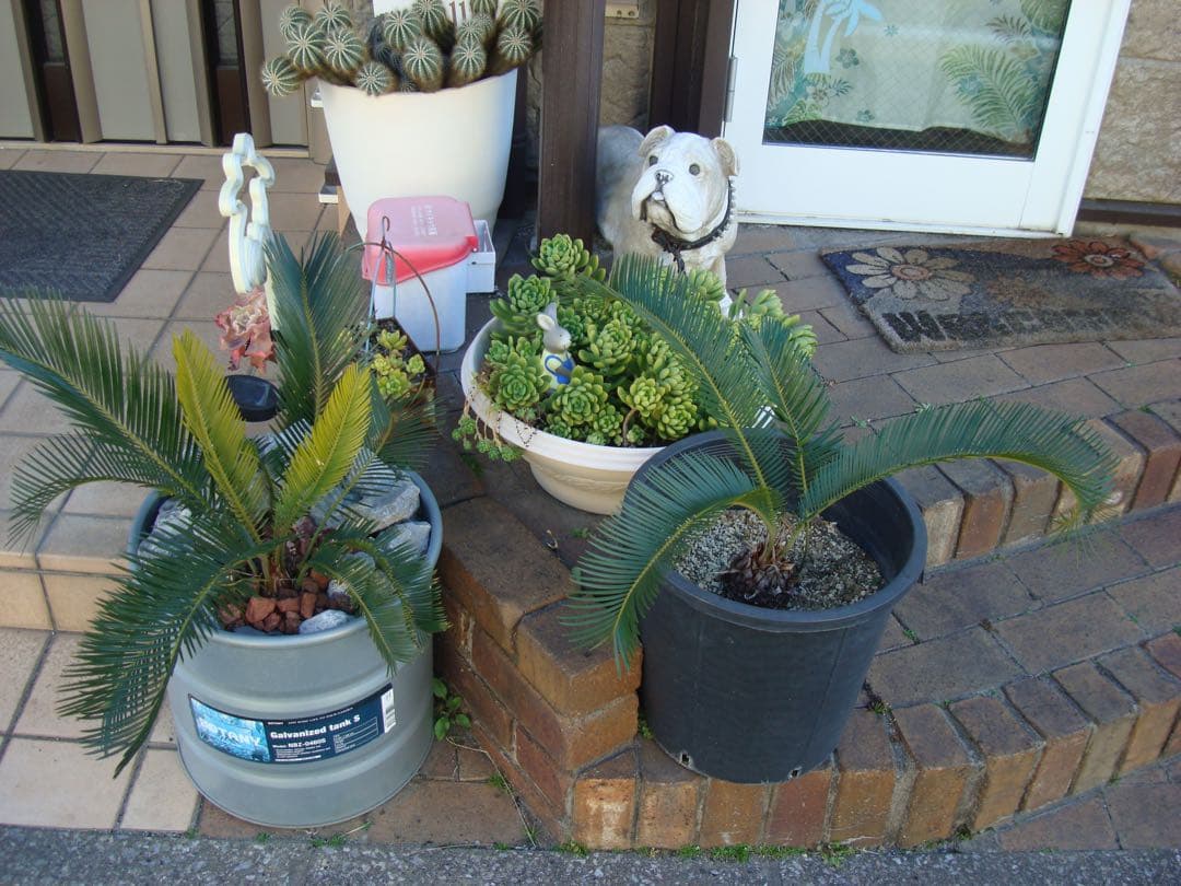 【動作確認済】SONY DSC-W200 サイバーショット デジタルカメラ