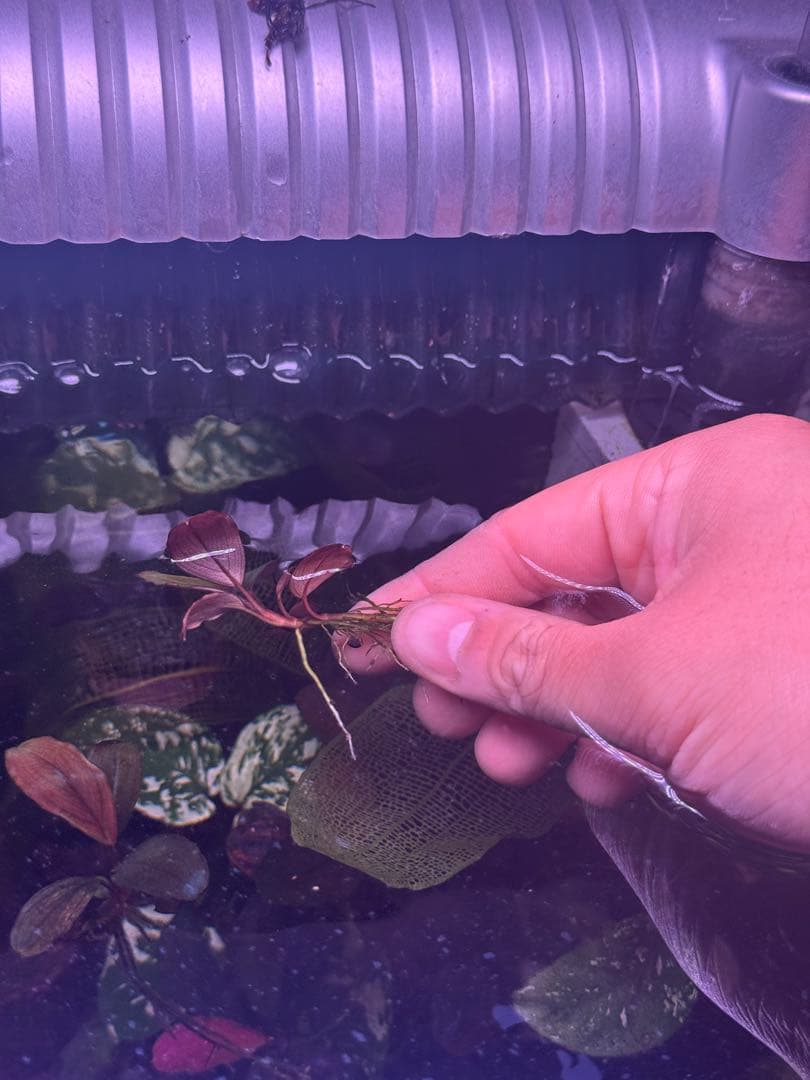 ブセファランドラsp.ファンタスティックパープル　完全水中葉　1株