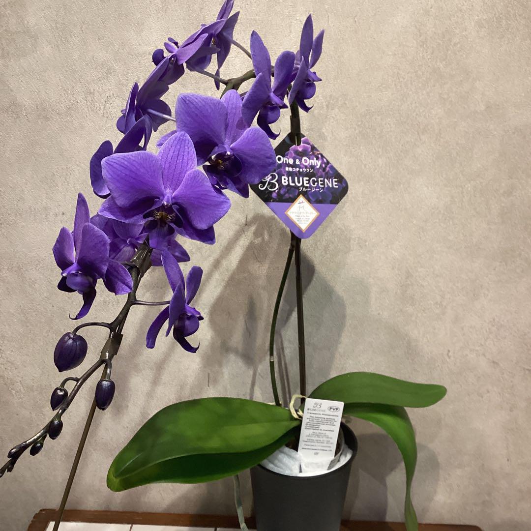 年始SALE❗️入荷少なめです❗️超希少❗️胡蝶蘭❤️ブルージーン　1本立