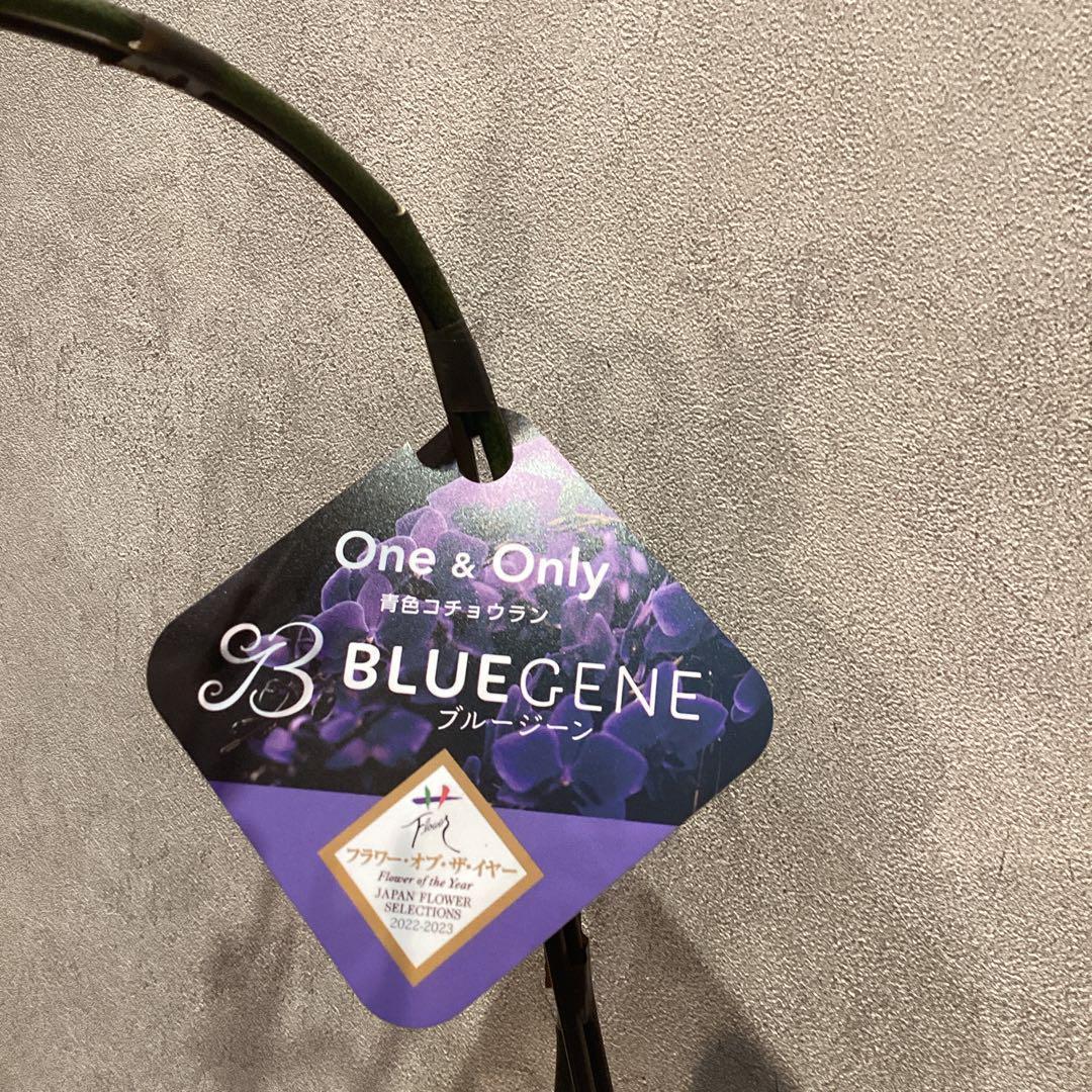 年始SALE❗️入荷少なめです❗️超希少❗️胡蝶蘭❤️ブルージーン　1本立