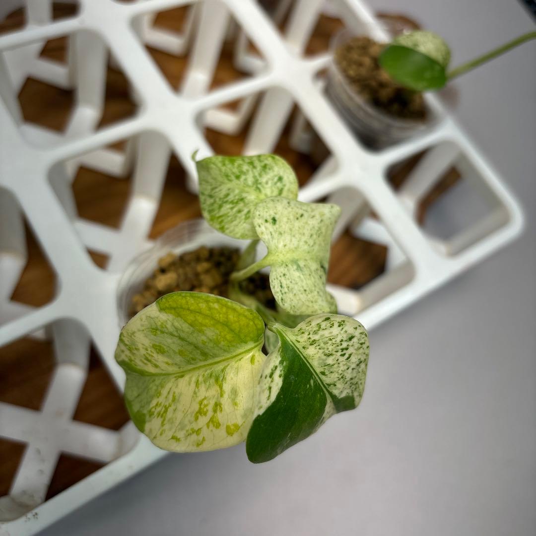 ペ*シ様 5株セットms10【特別選抜】ホワイトモンスター／天津蘭 モンステラ斑