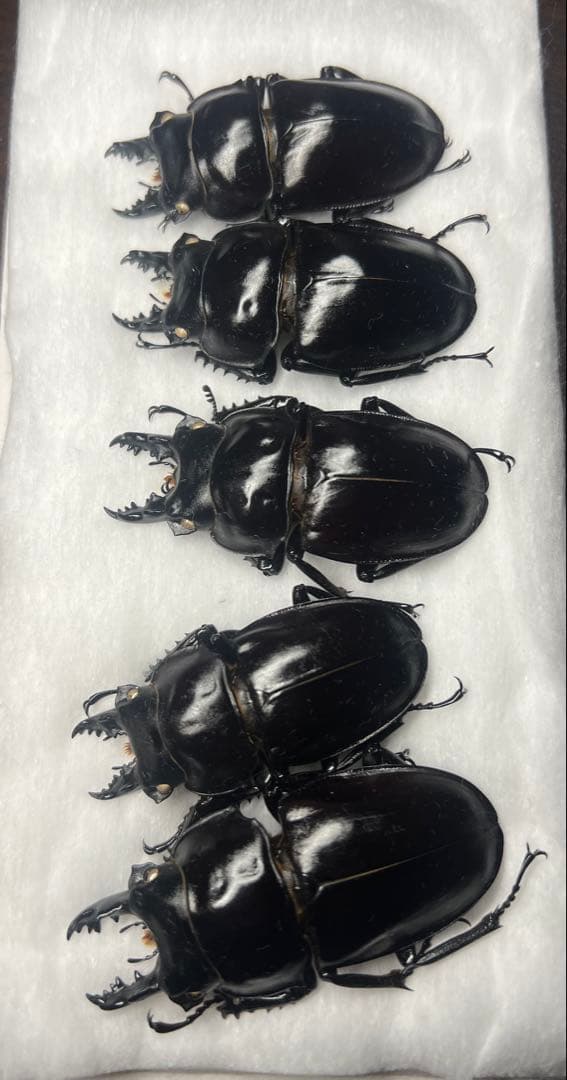 ヤエヤママルバネクワガタ激大歯標本オマケ付き