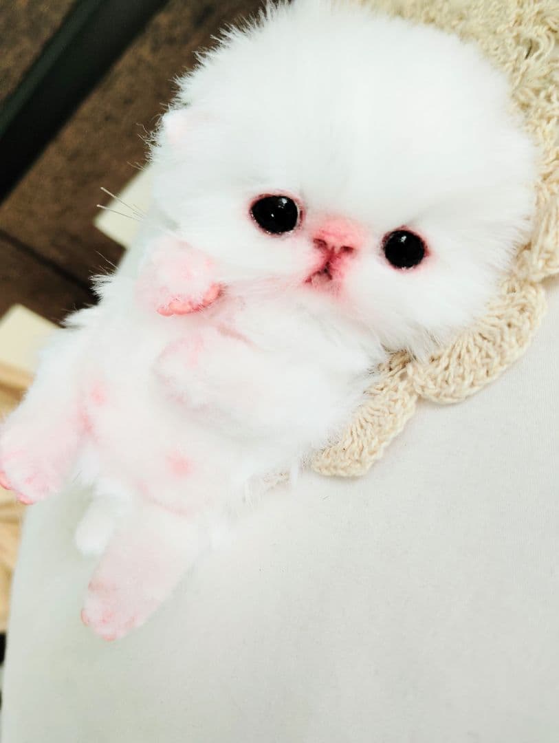 お腹ぽっこり♡むぎゅサイズ♡子猫のラムネちゃん♡アートドール♡ぬいぐるみ♡