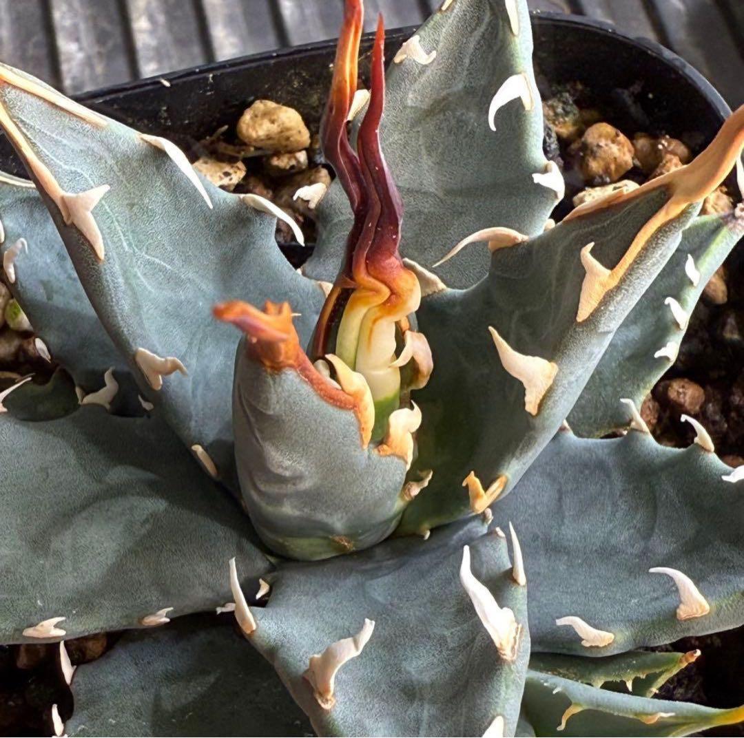 お*ん様 子株販売　超陽炎　実生株　ブルー葉　アガベ　ユタエンシス　エボリスピナ