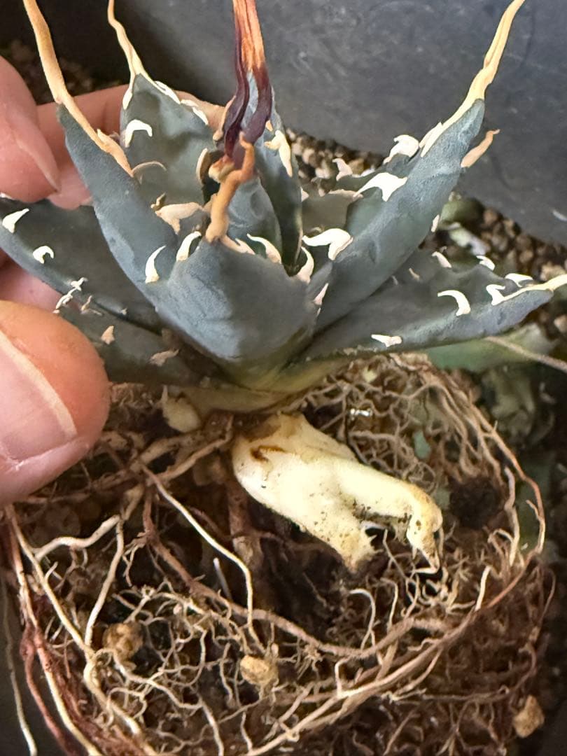 お*ん様 子株販売　超陽炎　実生株　ブルー葉　アガベ　ユタエンシス　エボリスピナ