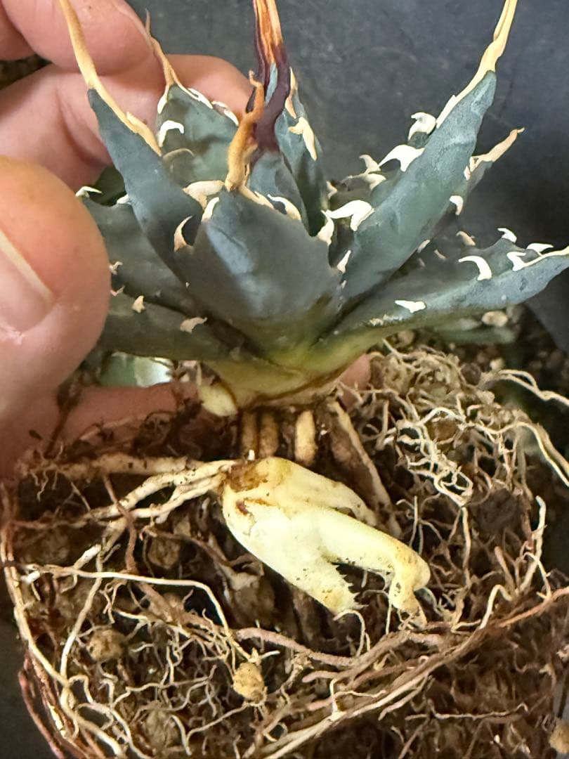 お*ん様 子株販売　超陽炎　実生株　ブルー葉　アガベ　ユタエンシス　エボリスピナ