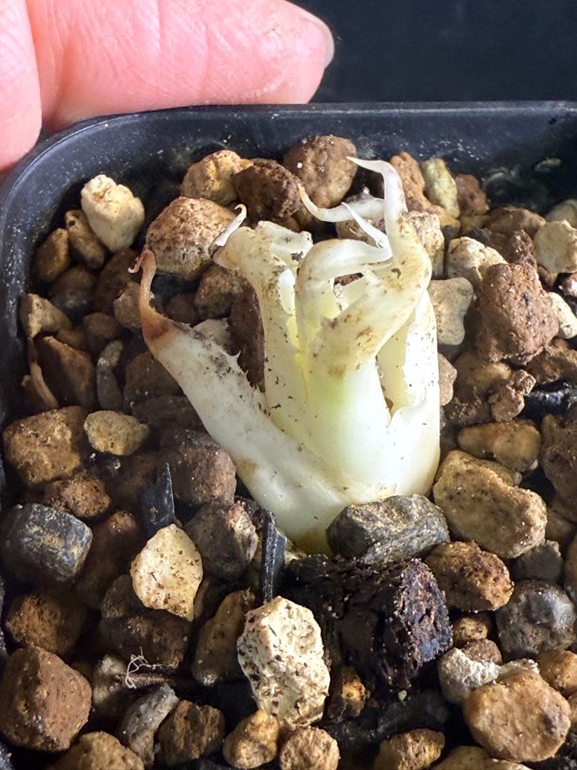 お*ん様 子株販売　超陽炎　実生株　ブルー葉　アガベ　ユタエンシス　エボリスピナ