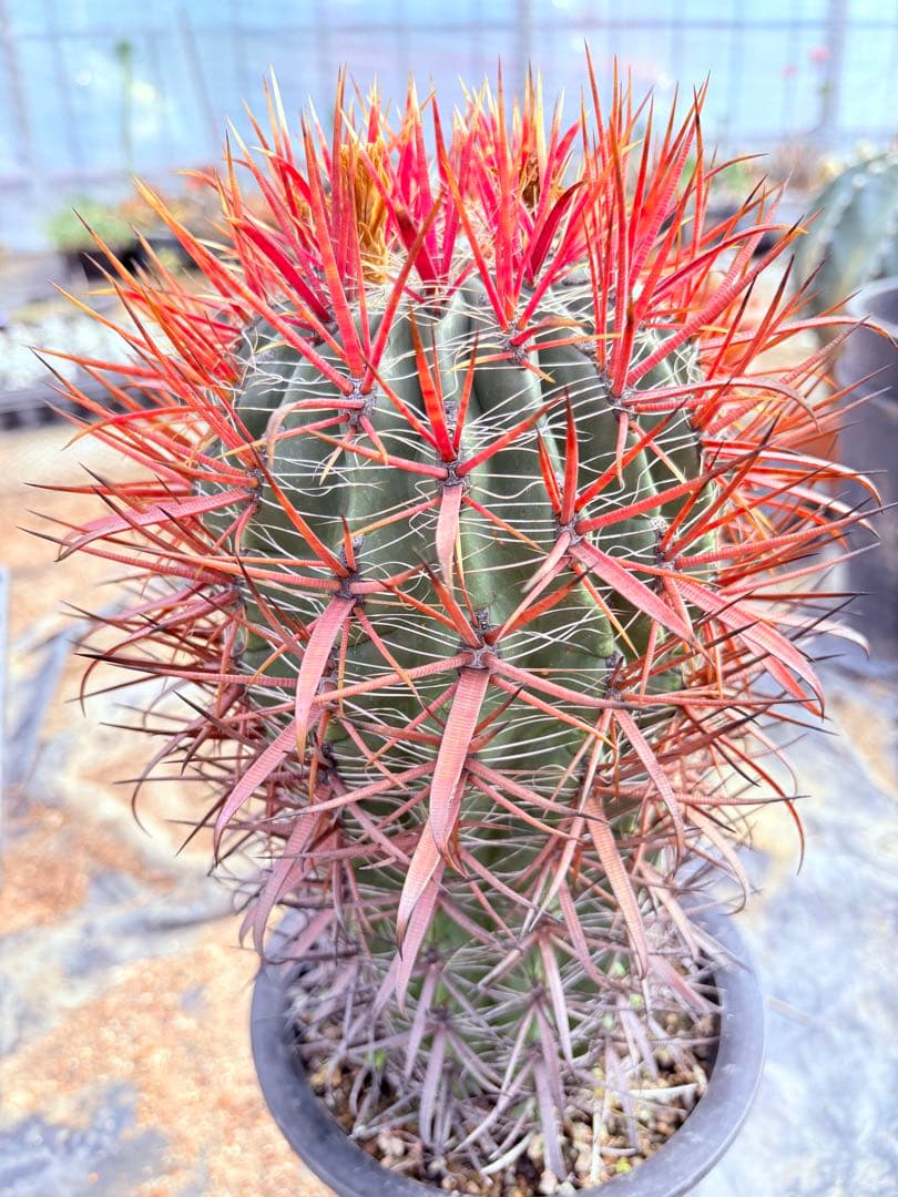 サボテン フェロカクタス 赤棘金冠竜