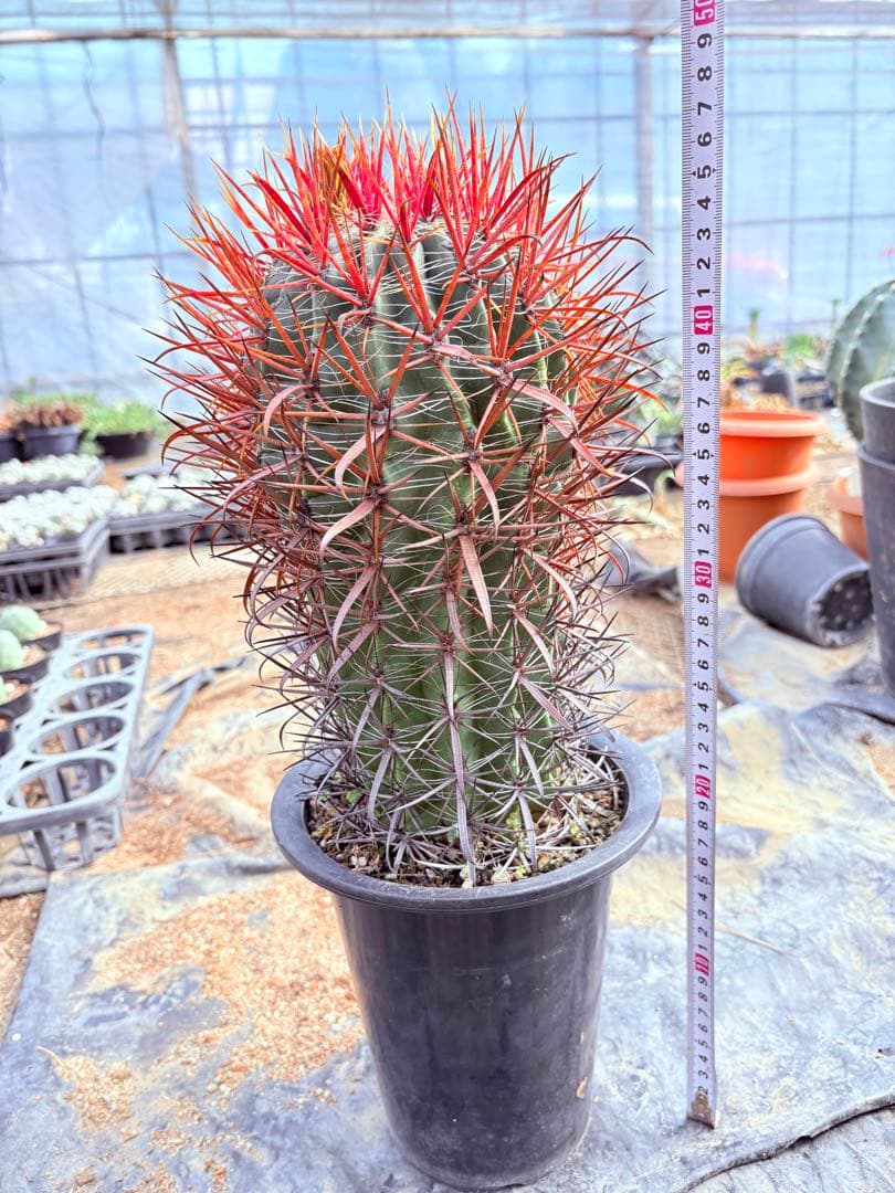 サボテン フェロカクタス 赤棘金冠竜