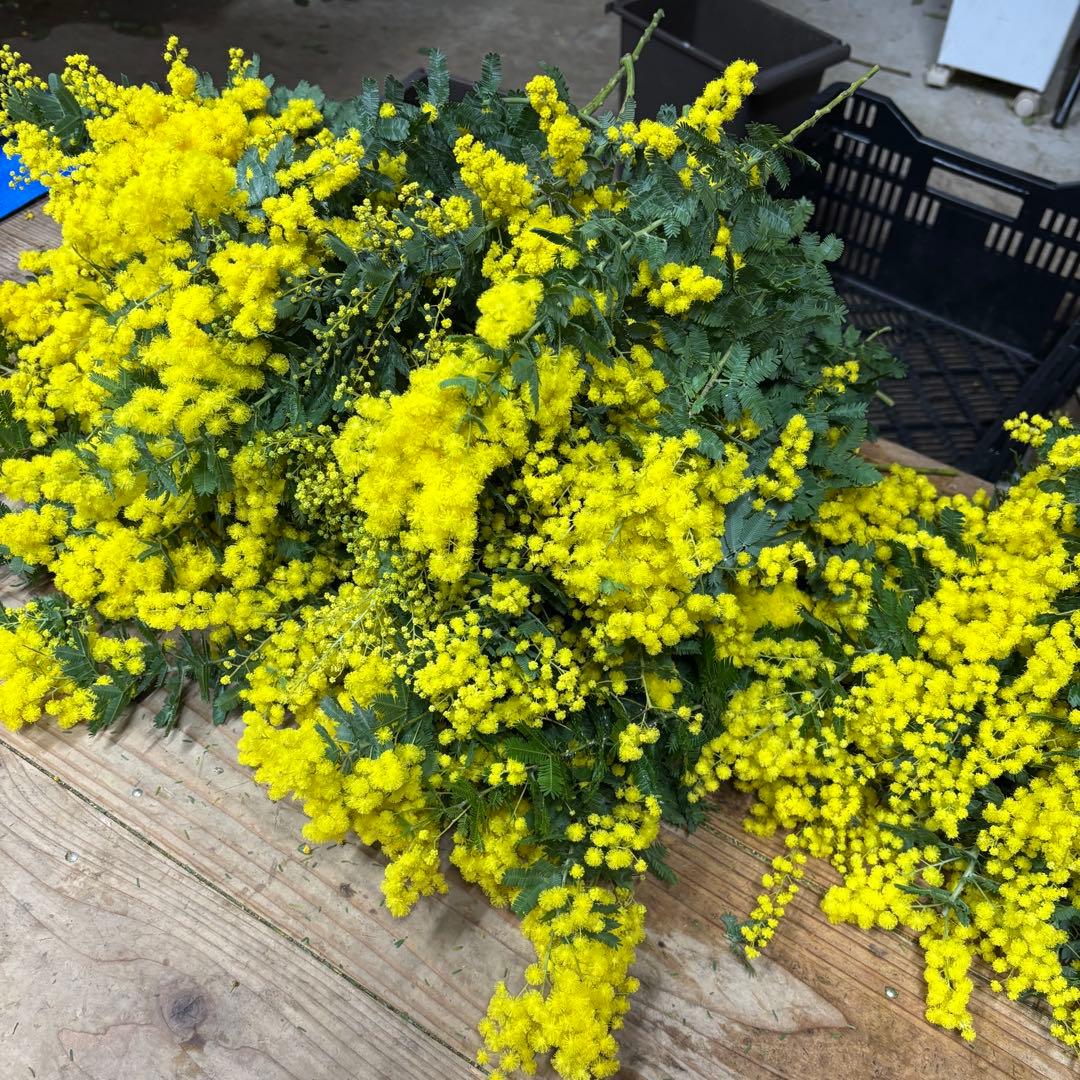 銀葉アカシア　Keiさま専用