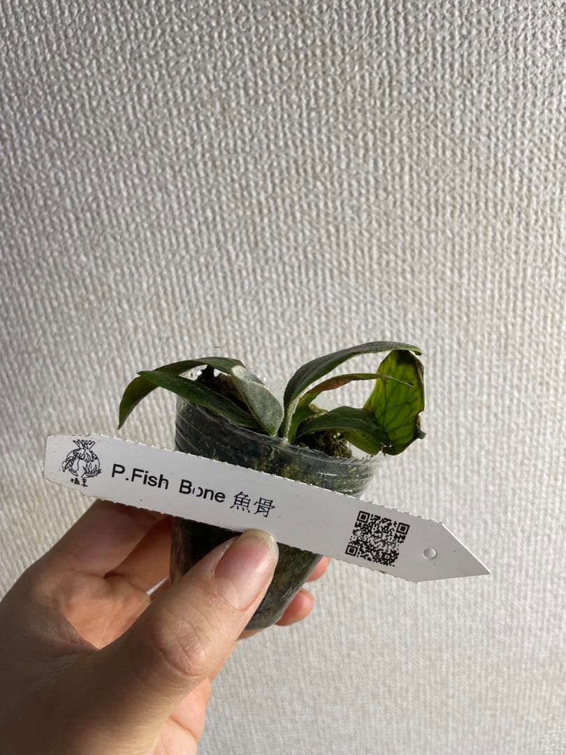 T*x様 ビカクシダ　フィッシュボーン