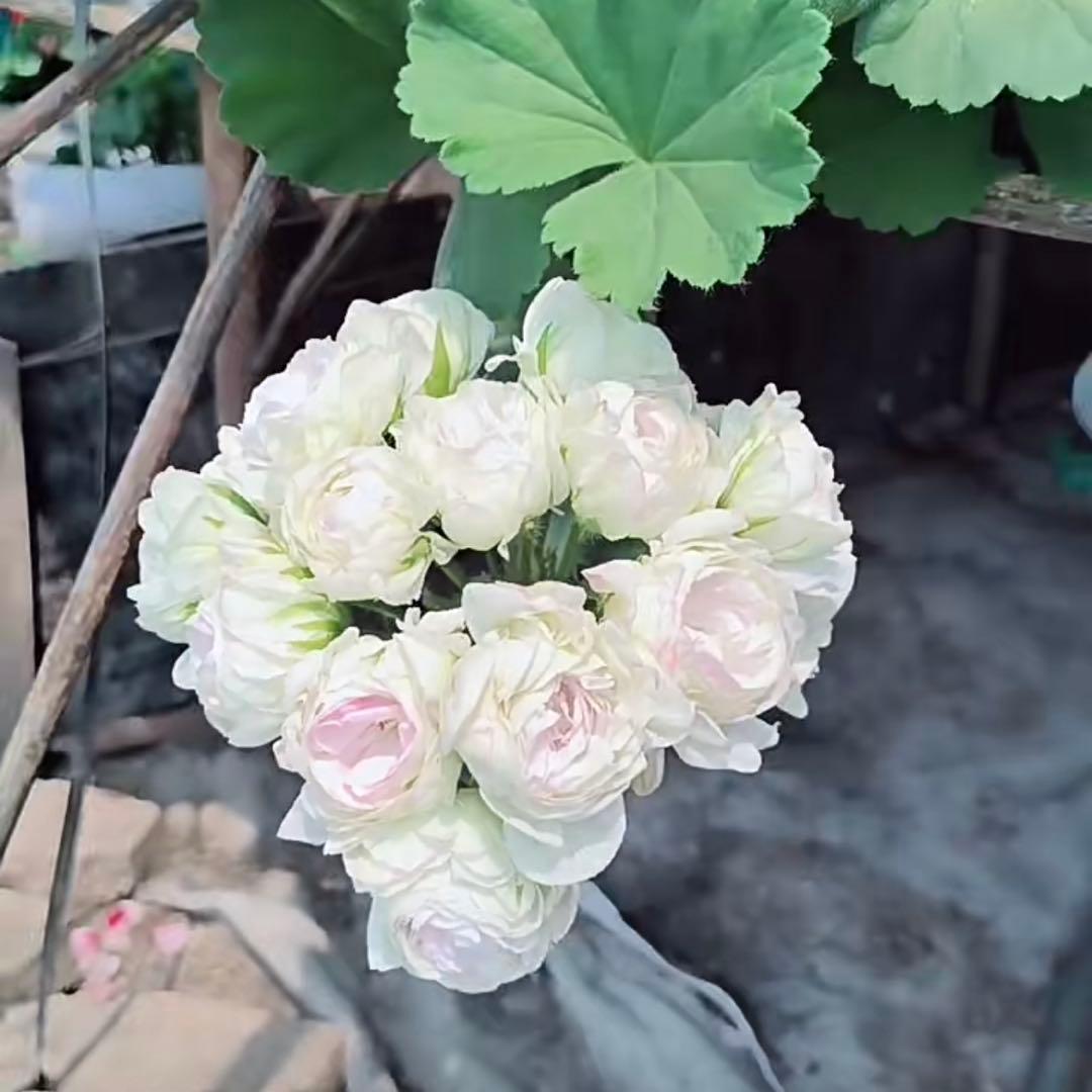 蕾２つローズ八重咲きゼラニウム　希少品種ゼラニウム　レア品種ゼラニウムWR01