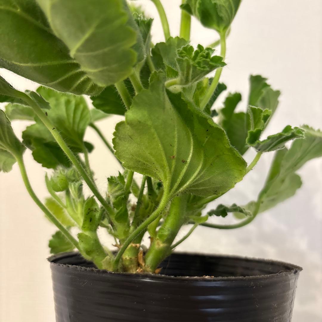 蕾２つローズ八重咲きゼラニウム　希少品種ゼラニウム　レア品種ゼラニウムWR01