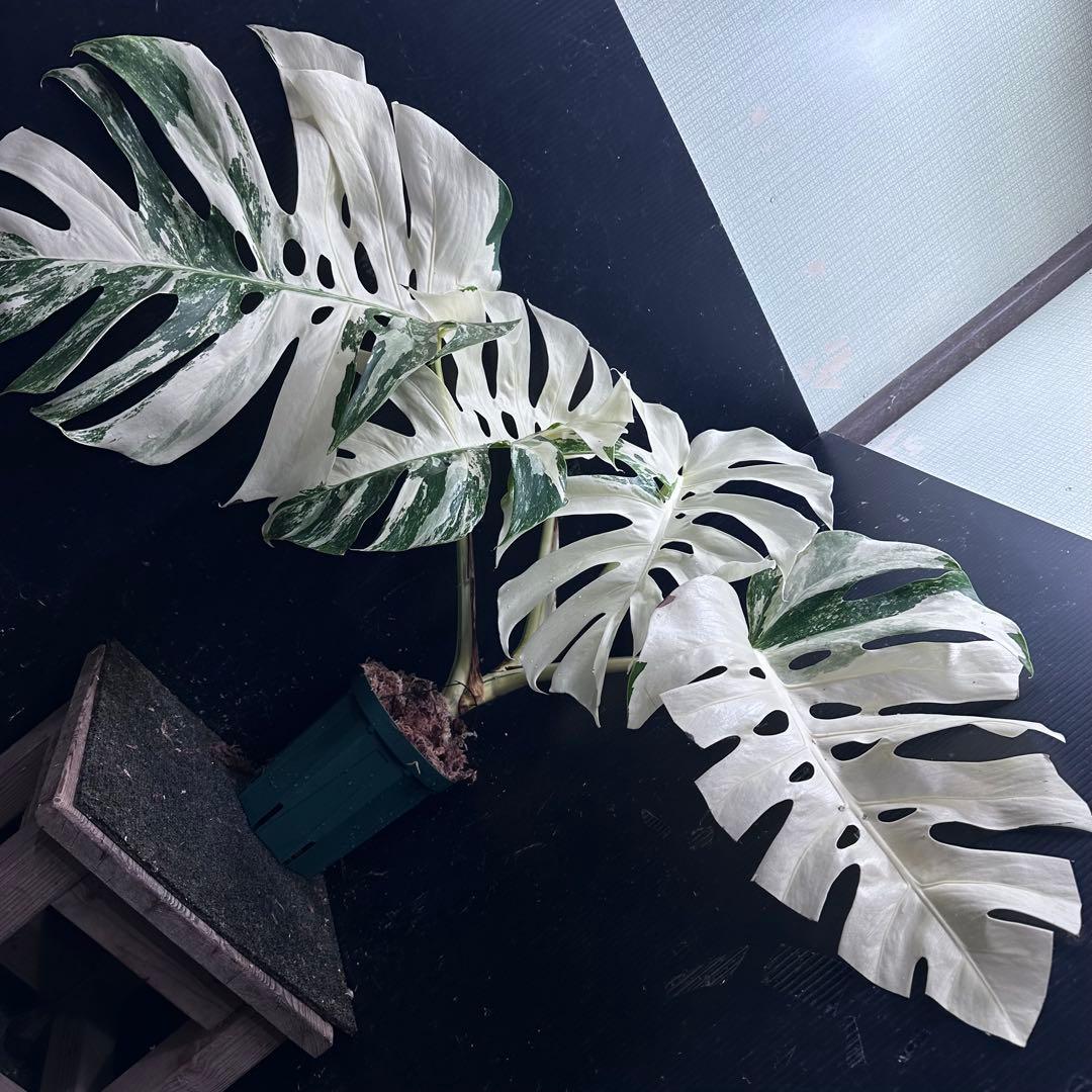 ぱ*に様 斑入りモンステラ ホワイトタイガー極美大株53cm白斑多