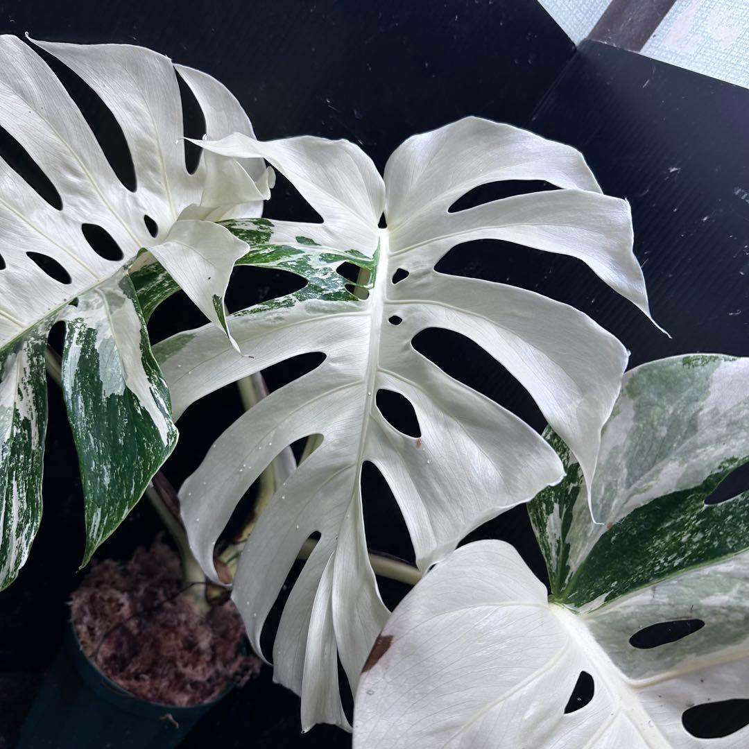 ぱ*に様 斑入りモンステラ ホワイトタイガー極美大株53cm白斑多