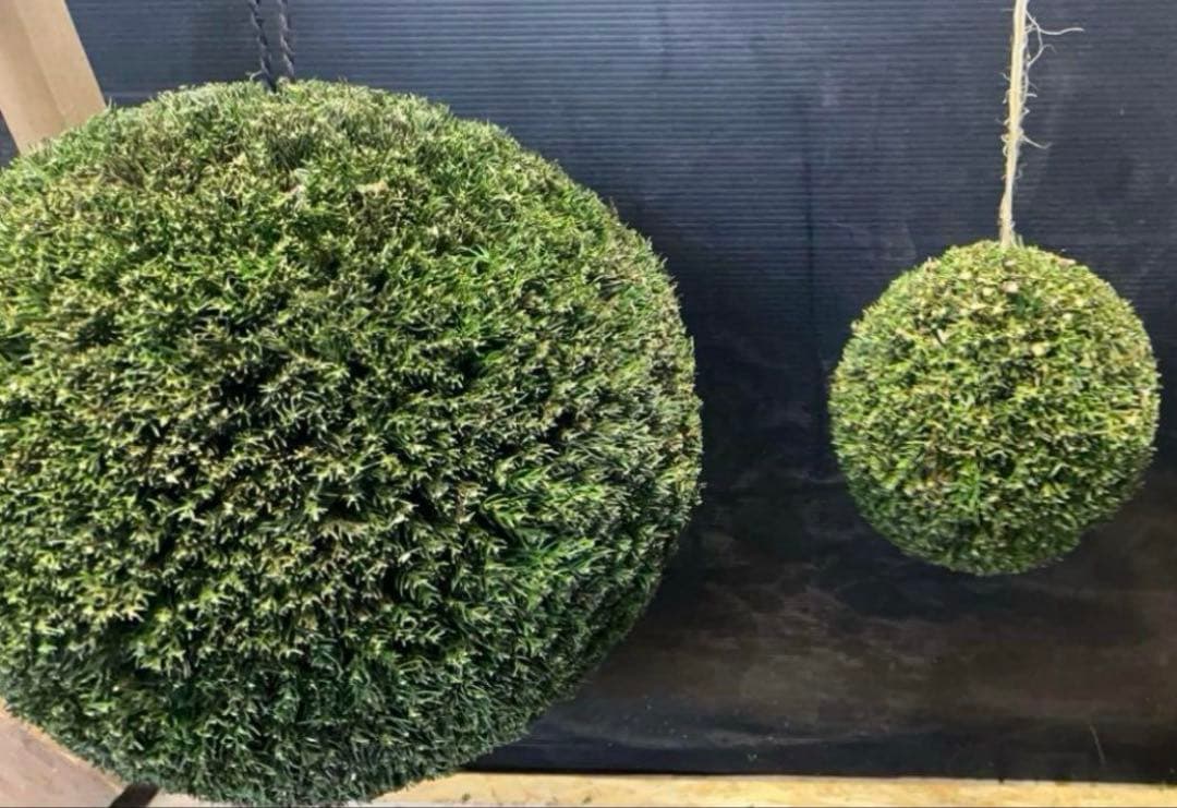 杉玉　約３０センチ‼️縁起物　丸くて幸せ　家族円満♪