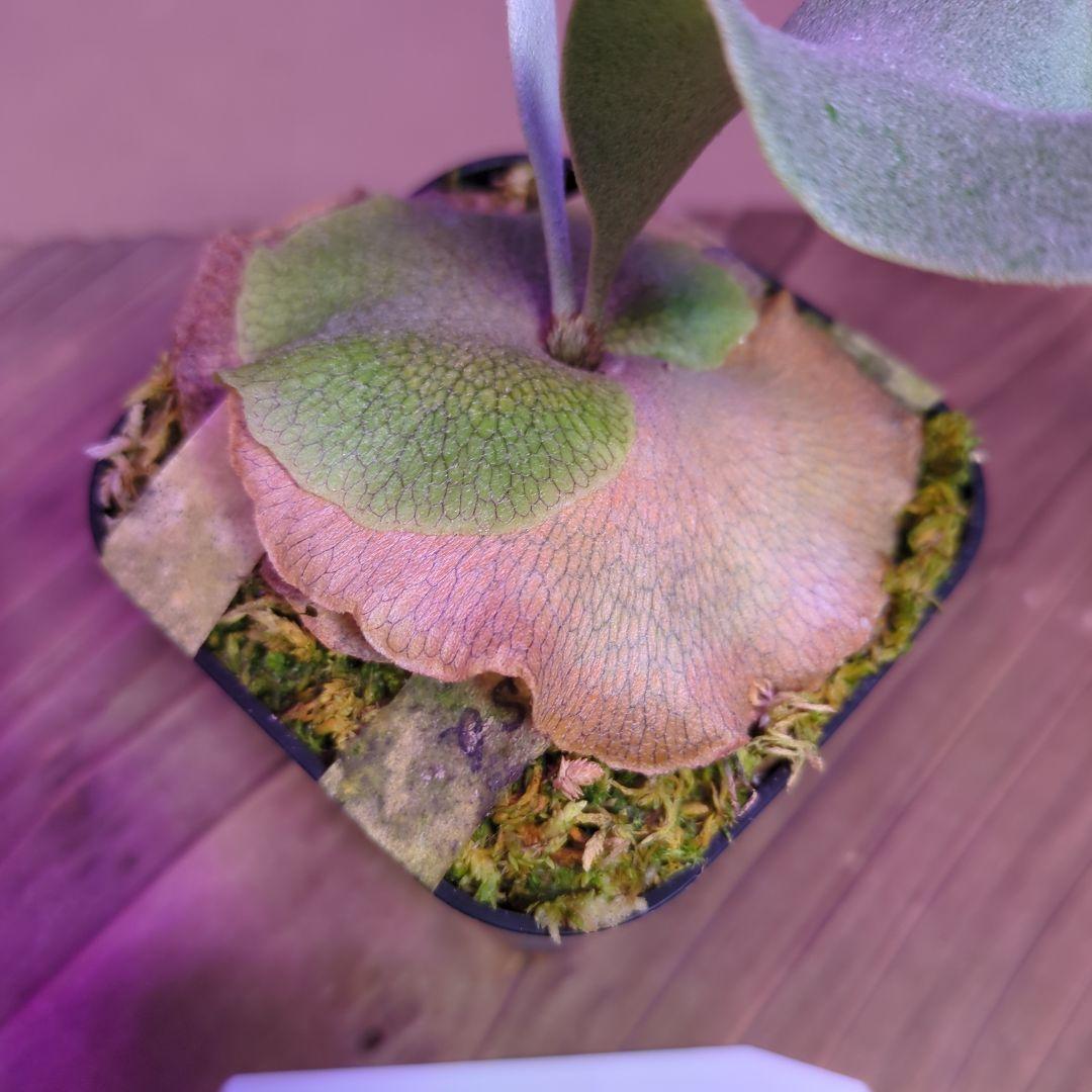 ＠*む様 【期間限定出品】P.FSQ 'White gizmo' oc/ビカクシ