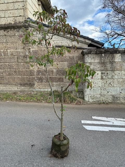 常緑ヤマボウシ　株元から180ｃｍ　ホンコンエンシス　月光